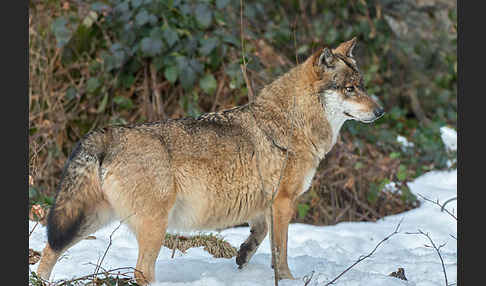 Wolf (Canis lupus)