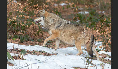 Wolf (Canis lupus)