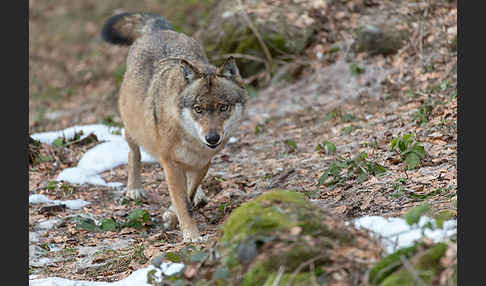 Wolf (Canis lupus)