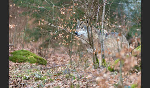 Wolf (Canis lupus)