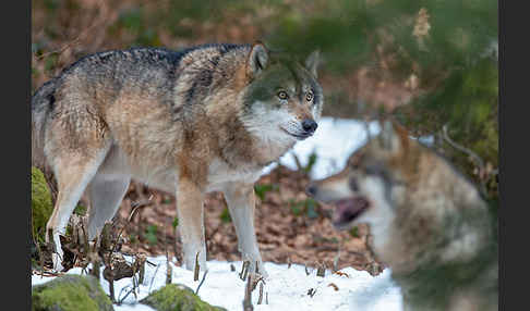 Wolf (Canis lupus)