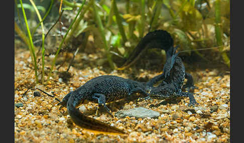 Kammolch (Triturus cristatus)