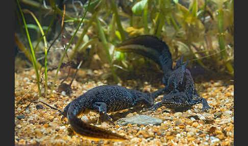 Kammolch (Triturus cristatus)