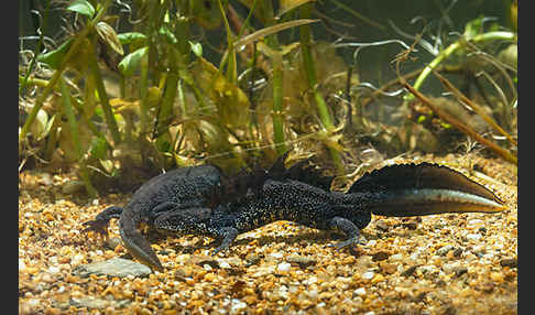 Kammolch (Triturus cristatus)