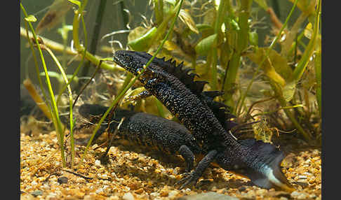 Kammolch (Triturus cristatus)