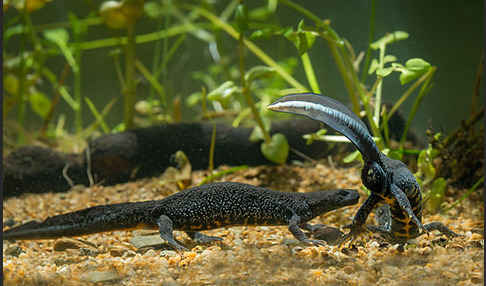 Kammolch (Triturus cristatus)