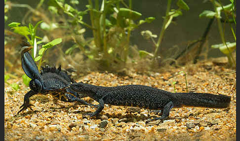 Kammolch (Triturus cristatus)