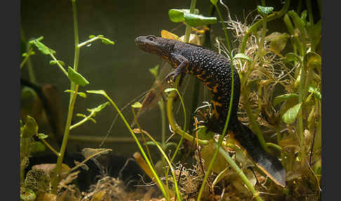 Kammolch (Triturus cristatus)