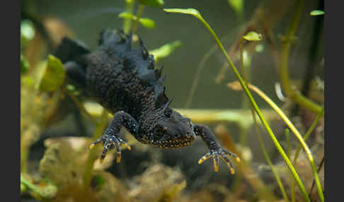 Kammolch (Triturus cristatus)