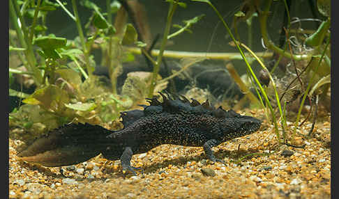 Kammolch (Triturus cristatus)