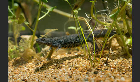 Kammolch (Triturus cristatus)