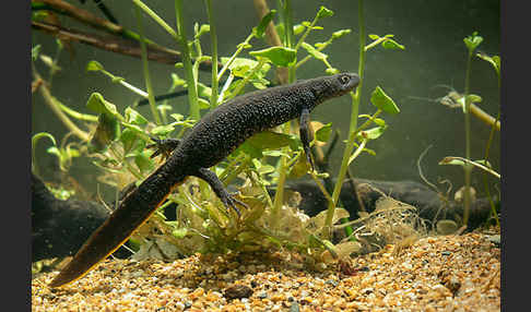 Kammolch (Triturus cristatus)