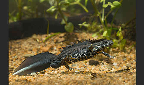 Kammolch (Triturus cristatus)