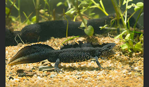 Kammolch (Triturus cristatus)