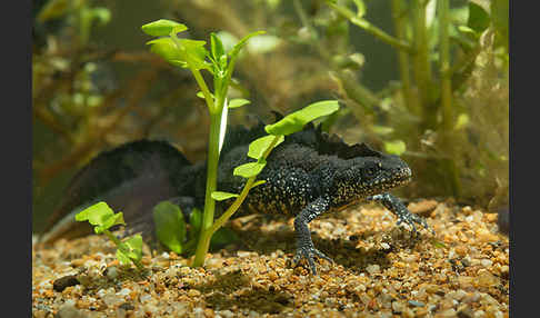 Kammolch (Triturus cristatus)