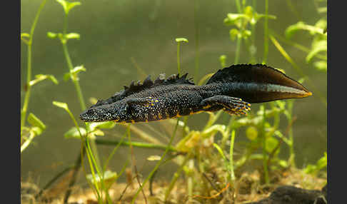 Kammolch (Triturus cristatus)