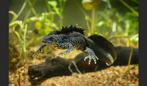 Kammolch (Triturus cristatus)