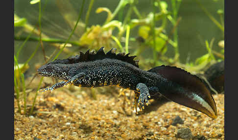 Kammolch (Triturus cristatus)