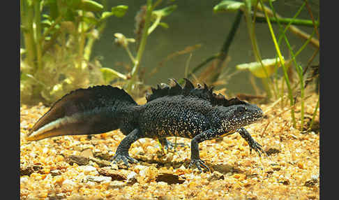 Kammolch (Triturus cristatus)