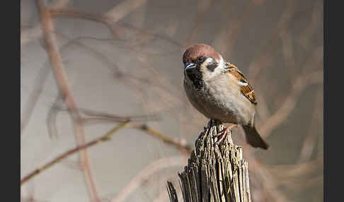 Feldsperling (Passer montanus)