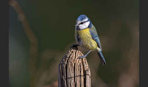 Blaumeise (Parus caeruleus)