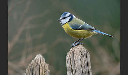 Blaumeise (Parus caeruleus)