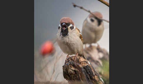 Feldsperling (Passer montanus)