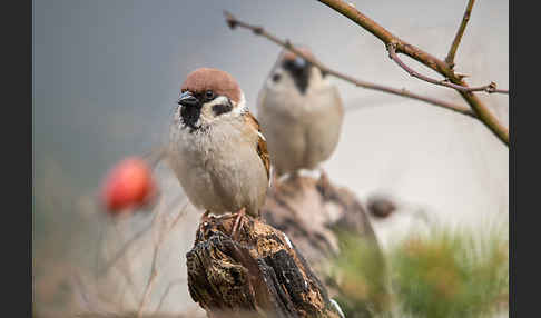 Feldsperling (Passer montanus)