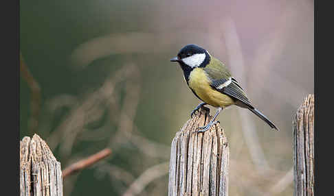 Kohlmeise (Parus major)