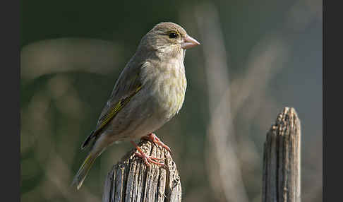 Grünfink (Carduelis chloris)