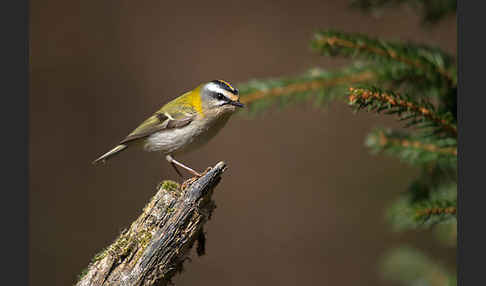 Sommergoldhähnchen (Regulus ignicapillus)