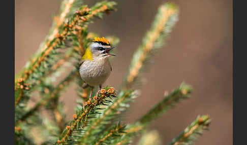 Sommergoldhähnchen (Regulus ignicapillus)