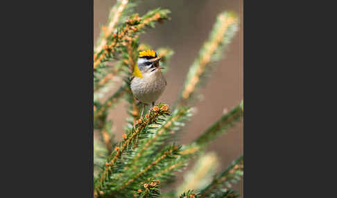 Sommergoldhähnchen (Regulus ignicapillus)