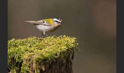 Sommergoldhähnchen (Regulus ignicapillus)