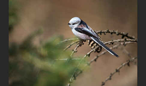 Schwanzmeise (Aegithalos caudatus)