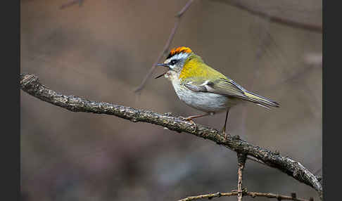 Sommergoldhähnchen (Regulus ignicapillus)