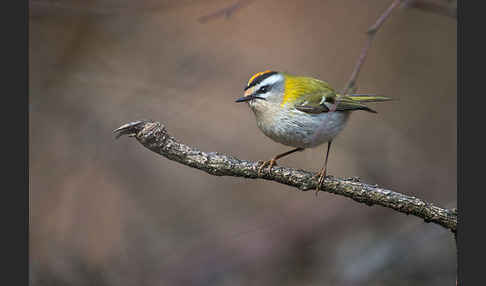 Sommergoldhähnchen (Regulus ignicapillus)