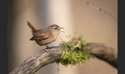 Zaunkönig (Troglodytes troglodytes)