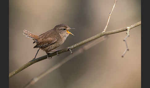 Zaunkönig (Troglodytes troglodytes)