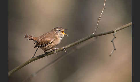 Zaunkönig (Troglodytes troglodytes)