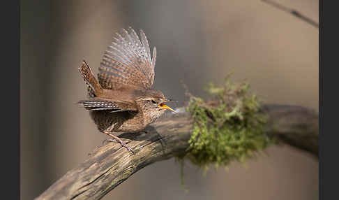 Zaunkönig (Troglodytes troglodytes)