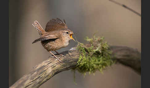 Zaunkönig (Troglodytes troglodytes)