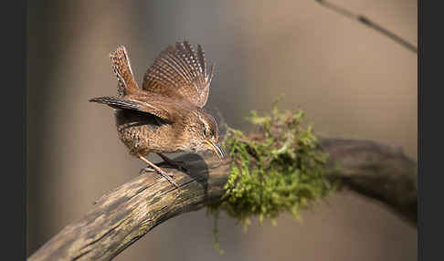 Zaunkönig (Troglodytes troglodytes)