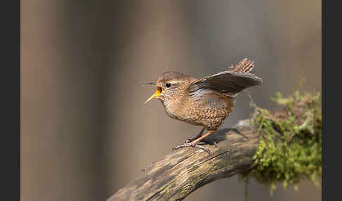 Zaunkönig (Troglodytes troglodytes)