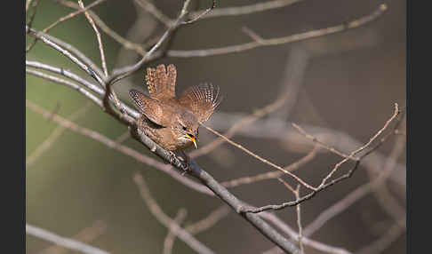 Zaunkönig (Troglodytes troglodytes)