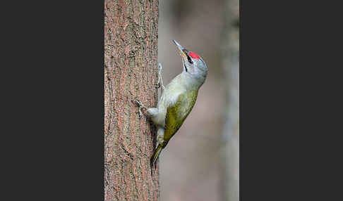 Grauspecht (Picus canus)