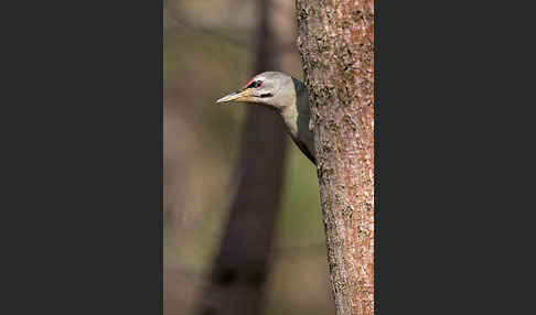 Grauspecht (Picus canus)