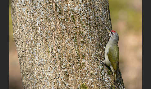 Grauspecht (Picus canus)