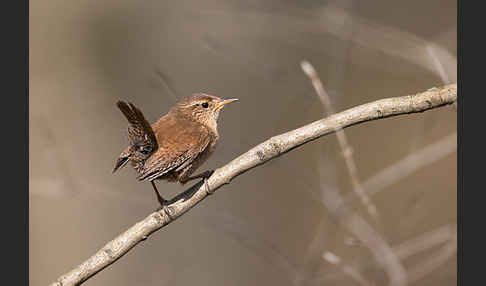 Zaunkönig (Troglodytes troglodytes)