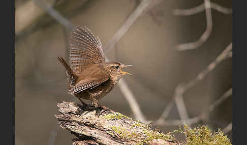 Zaunkönig (Troglodytes troglodytes)